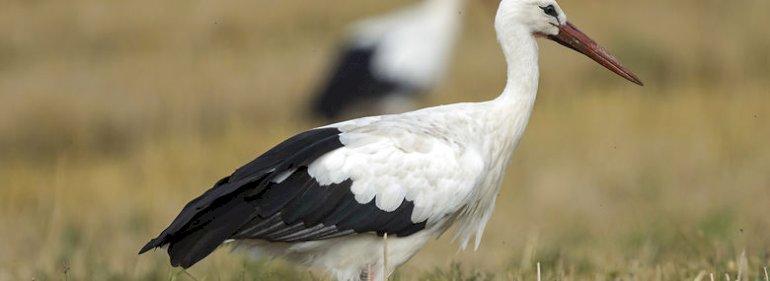 Landbruget og naturvenner vil købe lavtliggende landbrugsjord fri