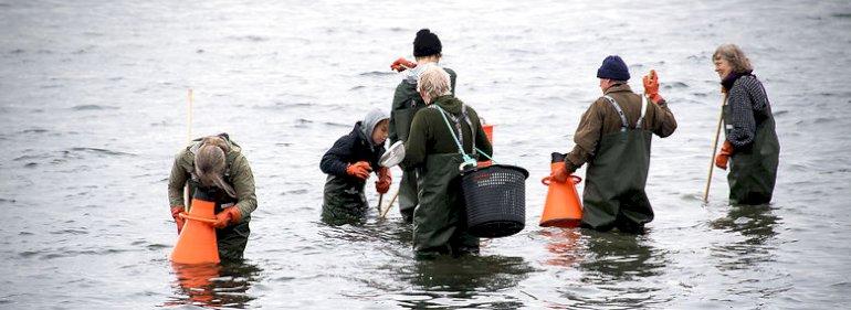 Østersturisme i Limfjorden får en saltvandsindsprøjtning