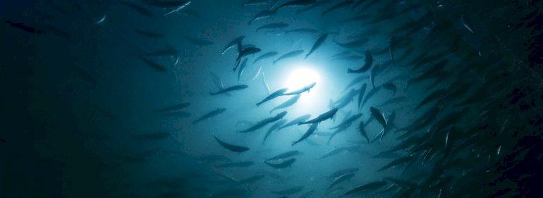 Regeringen vil sætte stop for flere havbrug i Danmark