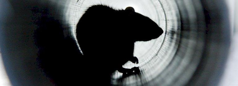 Digital skadedyrbekæmpelse: Rottefælder sender sms’er 