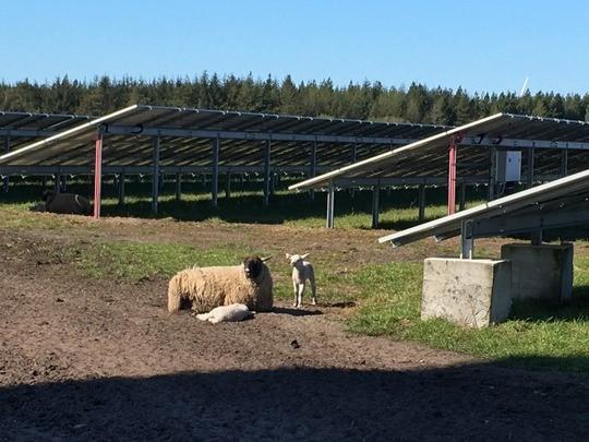 Hofors solcellepark i Lemvig leverer nu strøm til 4.000 husstande