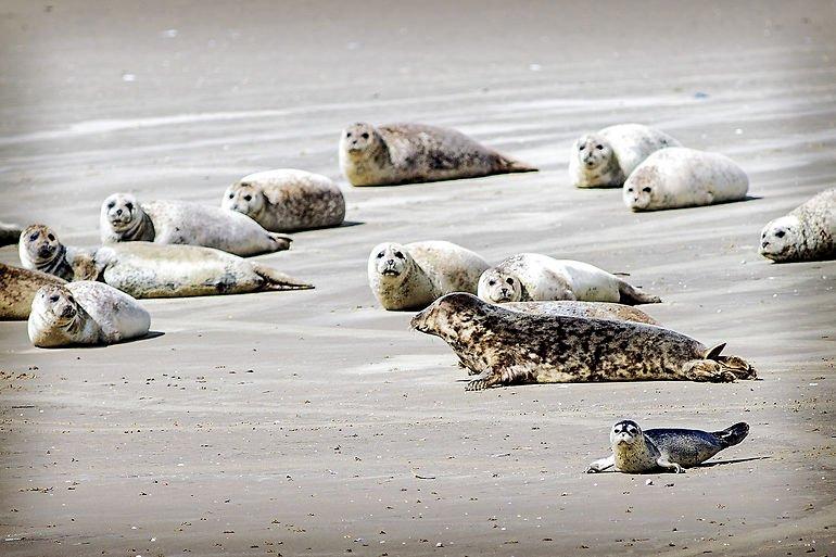 Nye retningslinjer for turisme skal beskytte sæler og marsvin