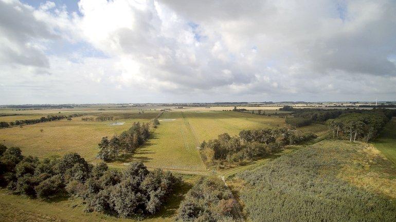 Guldborgsund genopretter natur med vilde heste