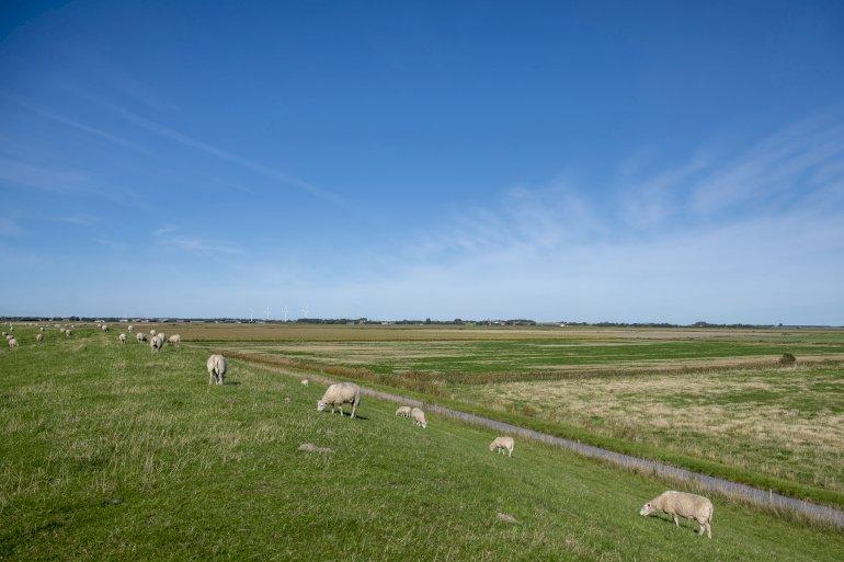 Grønt lys til stort klima- og naturprojekt i Tøndermarsken