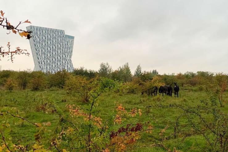 Nu er der også vilde heste i Københavns Kommune