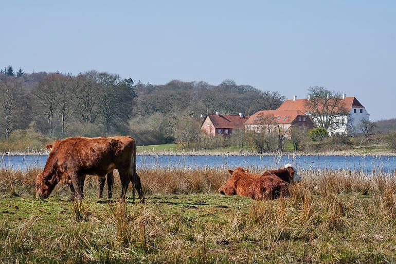 Naturnationalparker bliver med elge, stude og krondyr