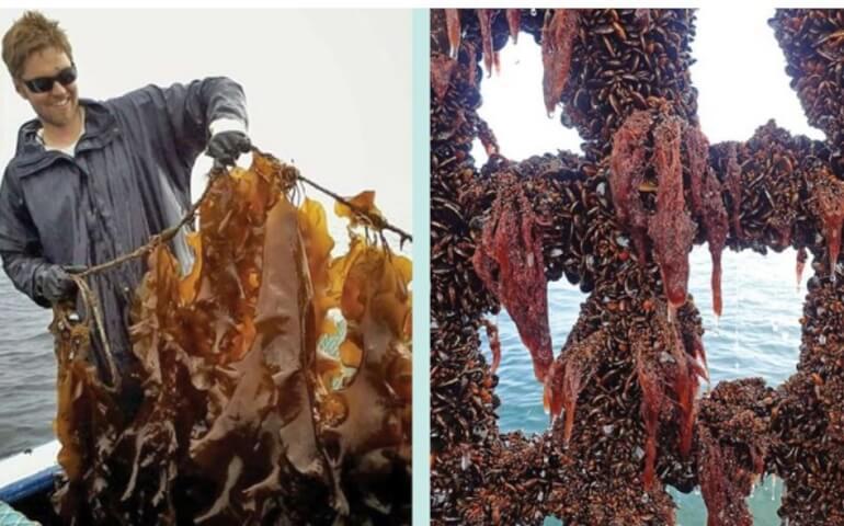 Sukkertang, blåmuslinger og ålegræs kan gøre havet renere