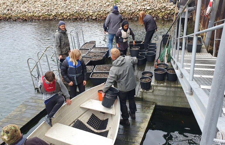 Blåmuslinger og betonrev hjælper nu fisk og krabber