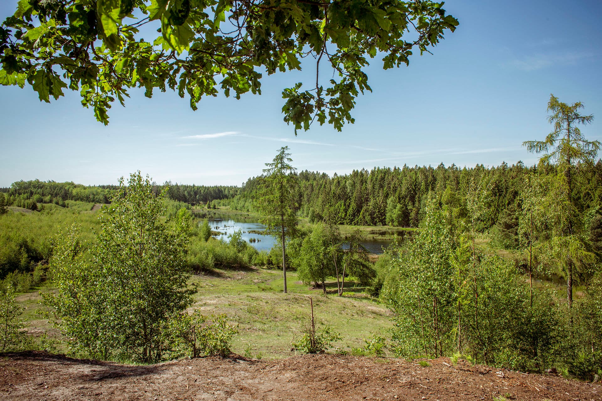 Gribskov må ikke afvise fold til elge og krondyr ved naturnationalpark