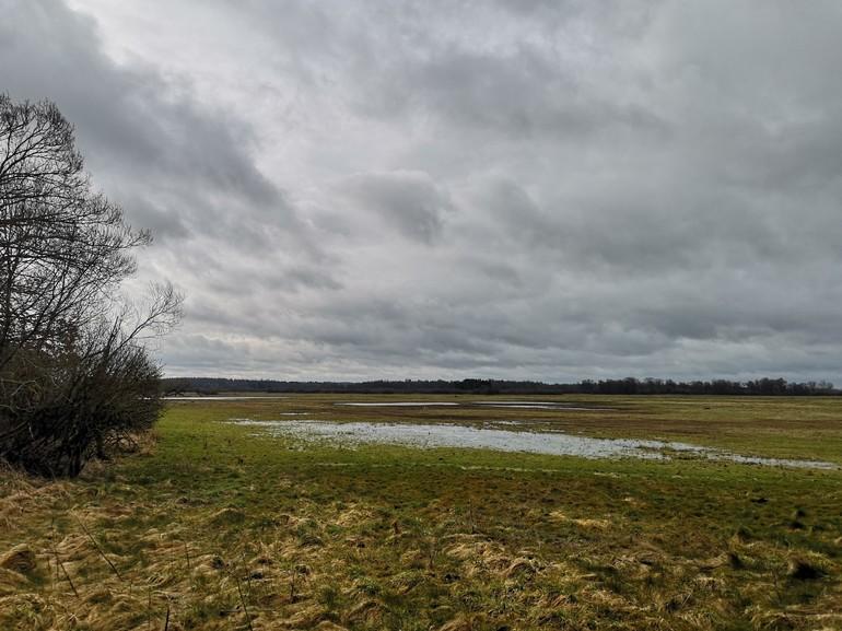 Største østdanske mose på vej mod klimagavnligt lavbundsprojekt