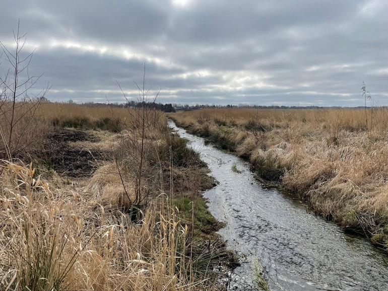 Nu kan landmænd også kompenseres for vådlagt natur 