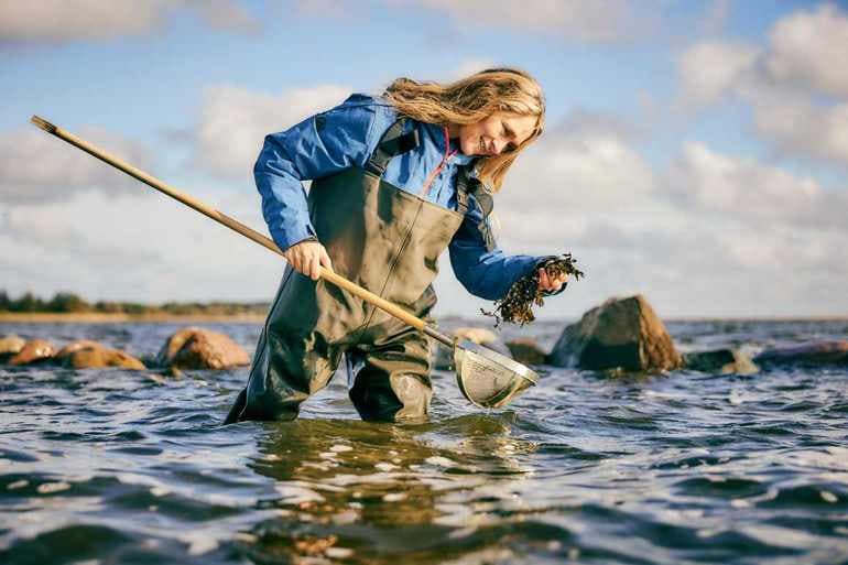 Nye stenrev giver nu liv til småfisk - men plantet ålegræs vokser ikke så godt