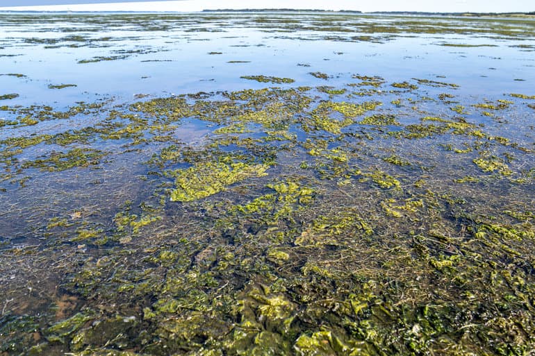 Klimarådet vil reservere flere områder til dyr og planter