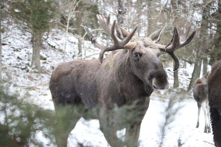 Grønt lys for elge i nordsjællandsk naturpark