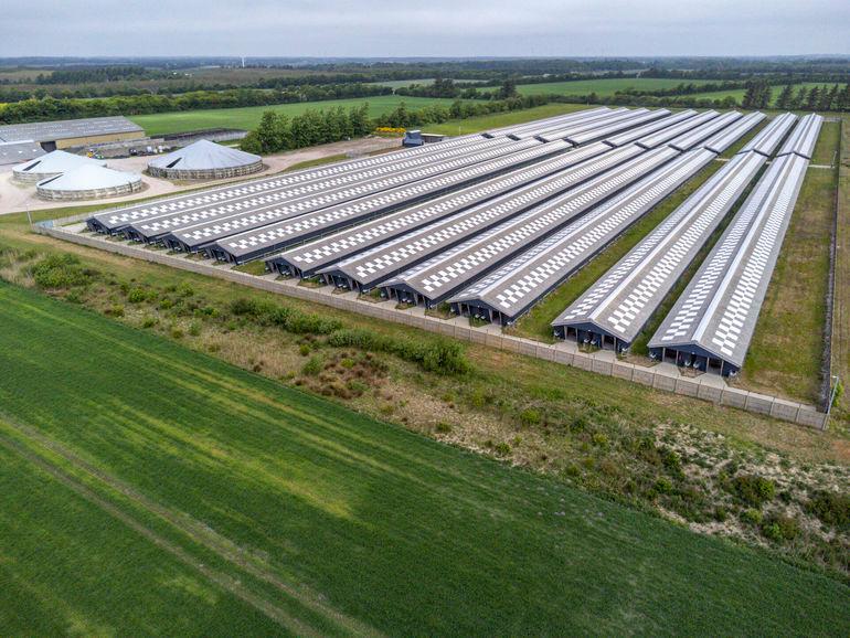 Rammeaftaler om minknedrivning forlænges til 2026: Størstedelen af farmene venter stadig