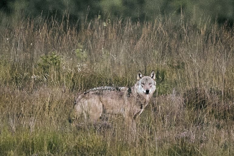 Thomas Traasdahl/Ritzau Scanpix