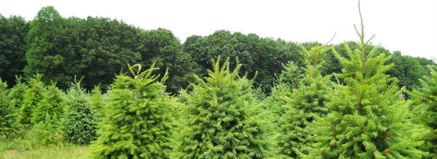 Kommuner får tilskud til at plante offentlig skov