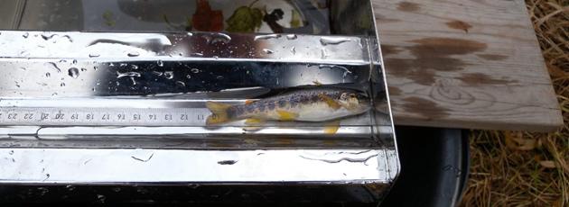 15 gange flere fisk efter lille miljøindsats