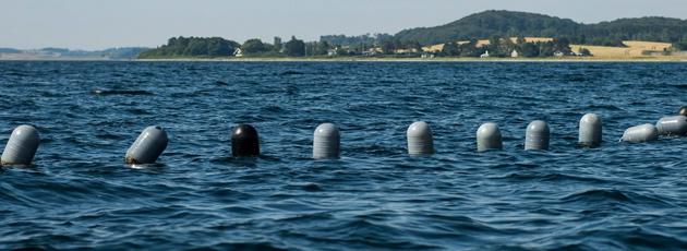 Kolonihaver i fjorden med hummere og østers