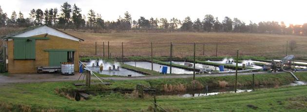 20 jyske dambrug opkøbes og nedlægges