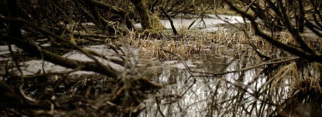 Naturstyrelsen i U-vending: Nu må kommunerne godt være med