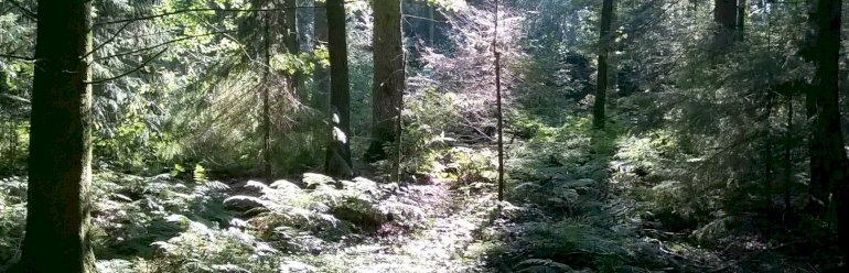 Den vilde natur får frit løb i Holstebros skove