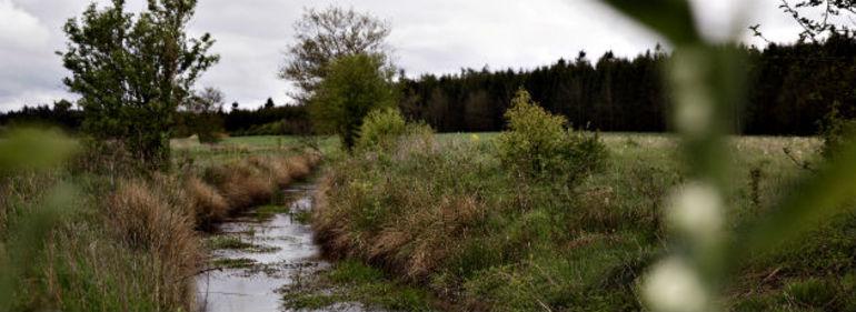 Alle ansøgere får del i pulje til naturpleje 
