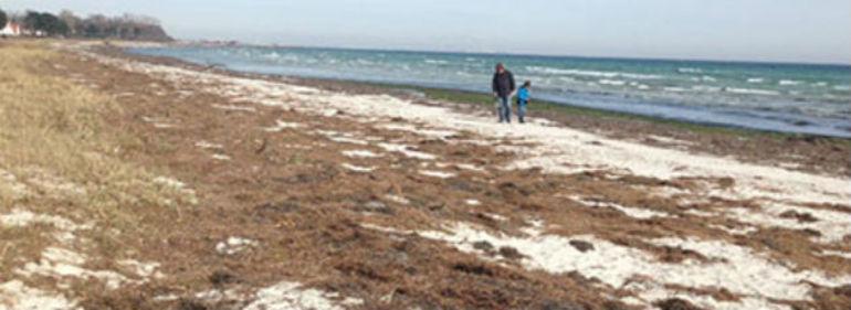 Greve venter på vestenvind til at få stranden renset