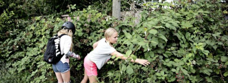 Byens natur bliver vildere