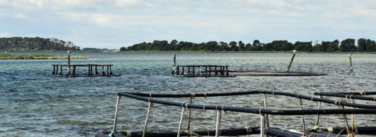 Kommunerne siger nej til havbrug ved Djursland 
