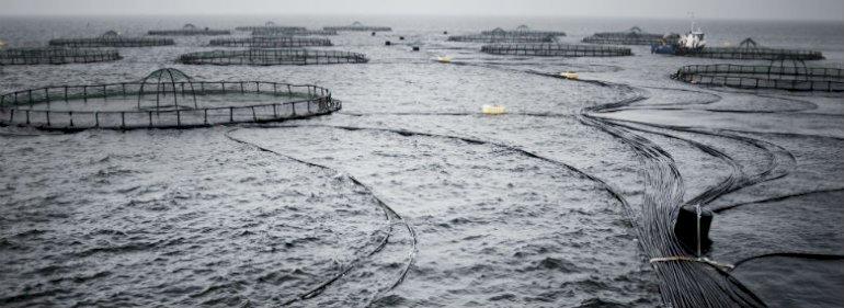 Samsø-politikerne i enighed: Drop havbrug i Kattegat