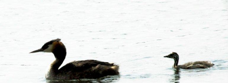 Bundplanter og fugle er vendt tilbage til jyske fjorde