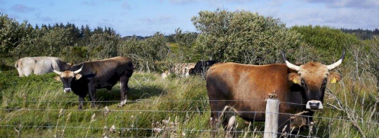 Ministerium vil gøre naturpleje til bedre forretning og sikre natur