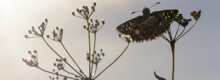 Morsø og Silkeborg vinder projektstøtte til truede sommerfugle