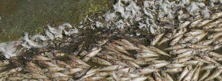Iltsvind nu også i sø: Tusindvis af fisk er døde i stor vestjysk sø
