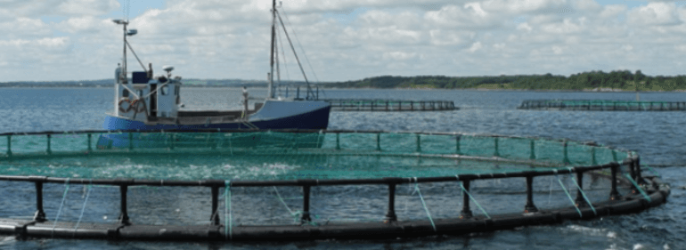 Hedensted overvejer nu at standse to havbrug efter miljøfusk