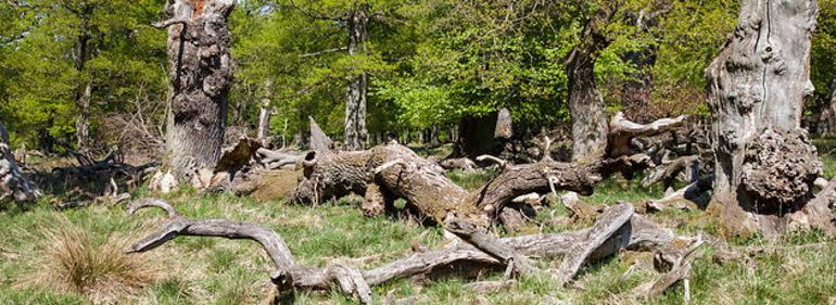 Danmark får dobbelt så meget vild skov - se her hvorhenne