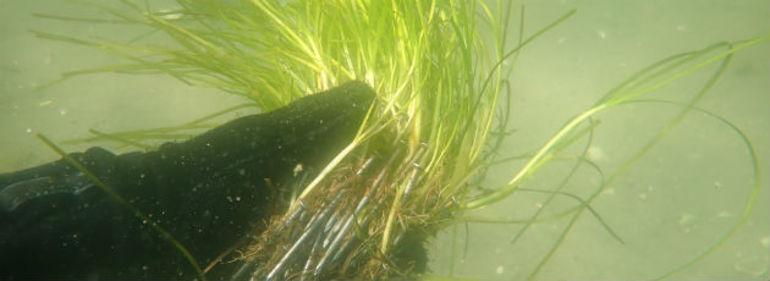 Tyve gange så meget ålegræs et år efter udplantning på fjordbund