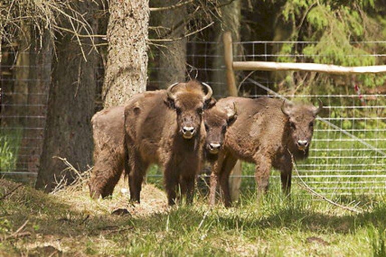 Bornholmske bisoner går fra forsøg til permanent status