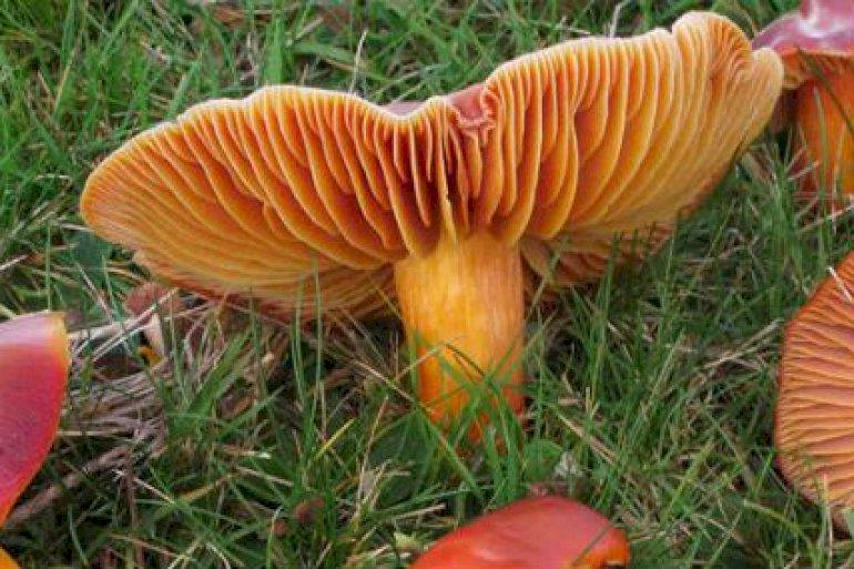 Farvestrålende svamp vidner om høj biodiversitet ved Randers