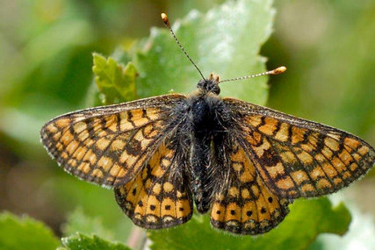 Thys atlantiske klithede skal give sommerfugle bedre vilkår