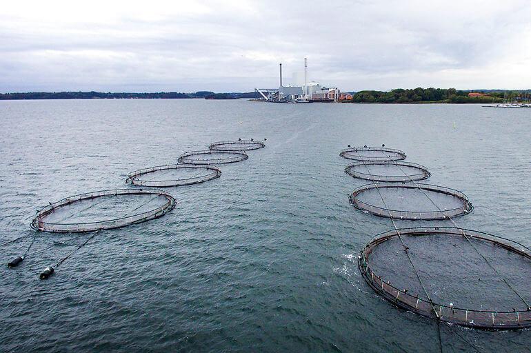 Slut med flere eller større havbrug i Danmark