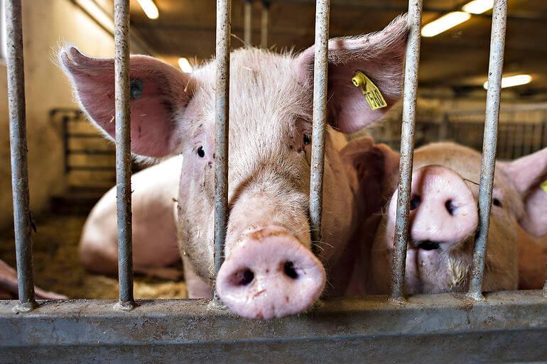 Viborg klar til at ekspropriere svinefarm ud af landsby