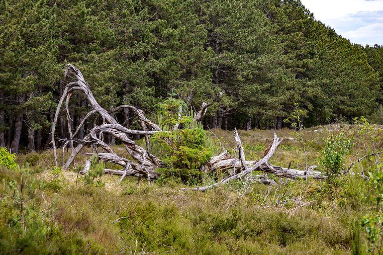 Læsø stritter imod naturnationalpark uden en rød øre