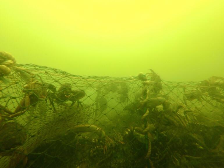 Limfjordsrådet hjælper fiskere med at lokalisere spøgelsesnet