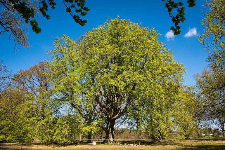 150 år gammelt, halvråddent træ får lov at stå 