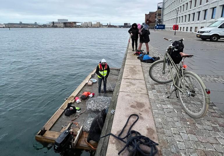 Endnu flere fiskebørnehaver ud i Københavns Havn - og de virker