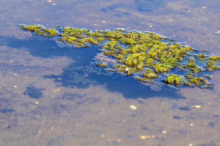 Seks års overvågning påviser forværret vandmiljø i danske søer