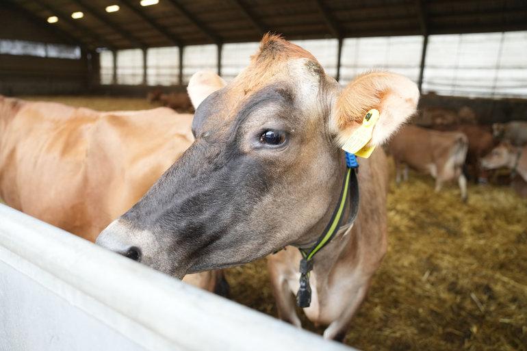 Kvægbrug mister mulighed for at sprede ekstra husdyrgødning